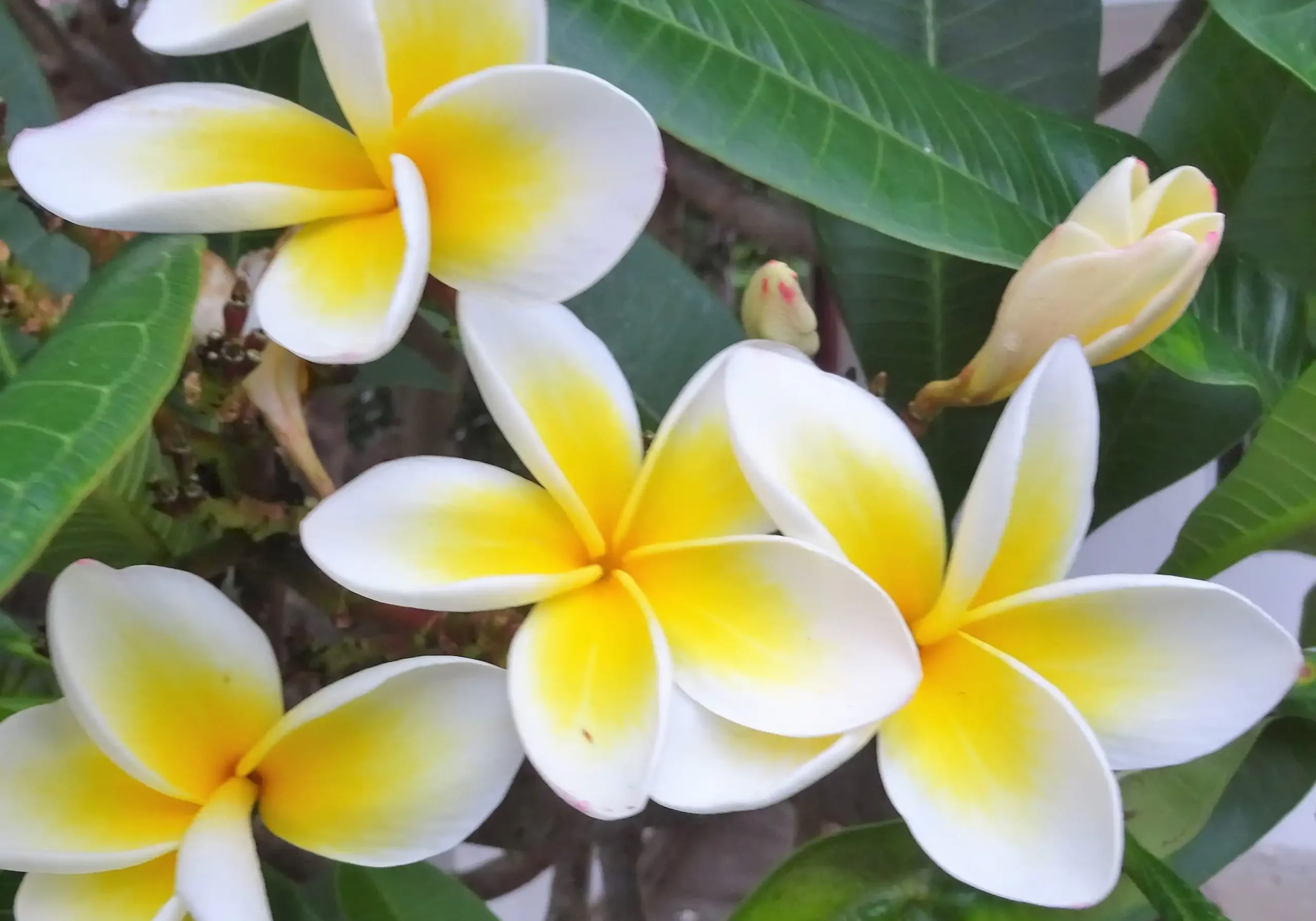 Massages du monde_Massage Hawaïen